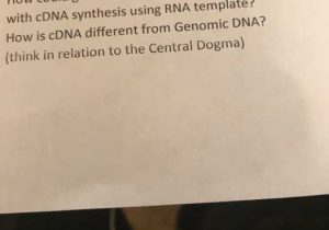 Worksheet On Dna Rna and Protein Synthesis Answer Key Quizlet and Biology Archive November 13 2017