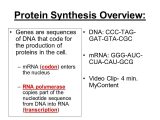 Worksheet On Dna Rna and Protein Synthesis Answer Sheet with Worksheet Dna Rna and Protein Synthesis Answer Key Fresh Business