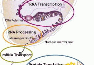 Worksheet On Dna Rna and Protein Synthesis as Well as Dna Rna Protein