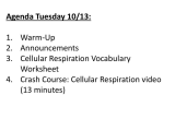 World War 1 Vocabulary Worksheet as Well as Cellular Respiration Vocabulary Worksheet Key Kidz Activit